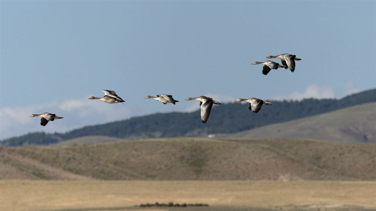 Greylag Goose