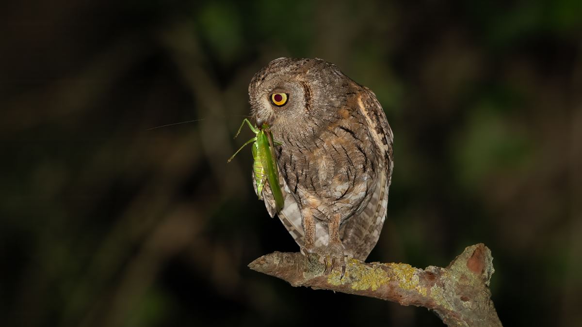 Eurasian Scops Owl