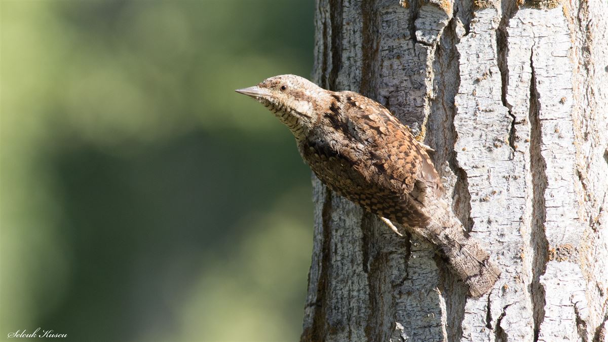 Eurasian Wryneck