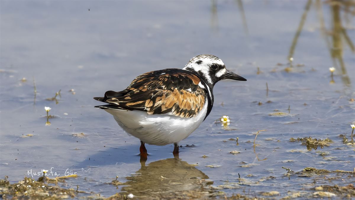Ruddy Turnstone