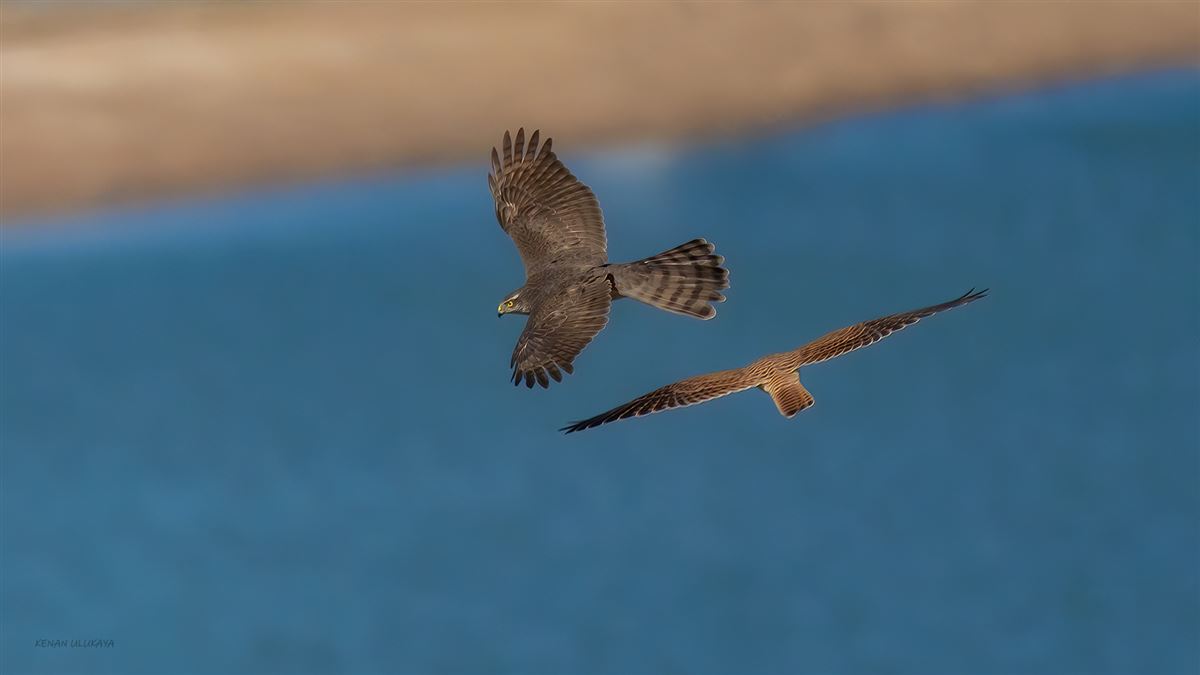 Eurasian Sparrowhawk