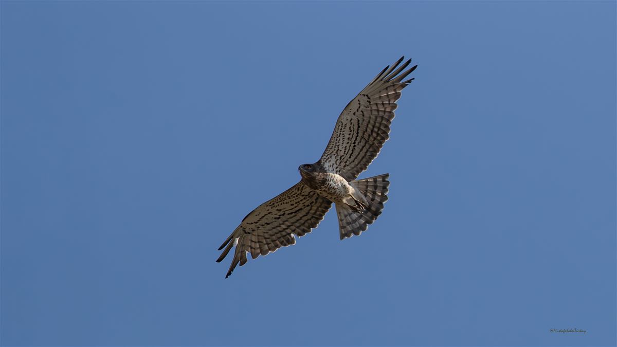 Short-toed Snake Eagle