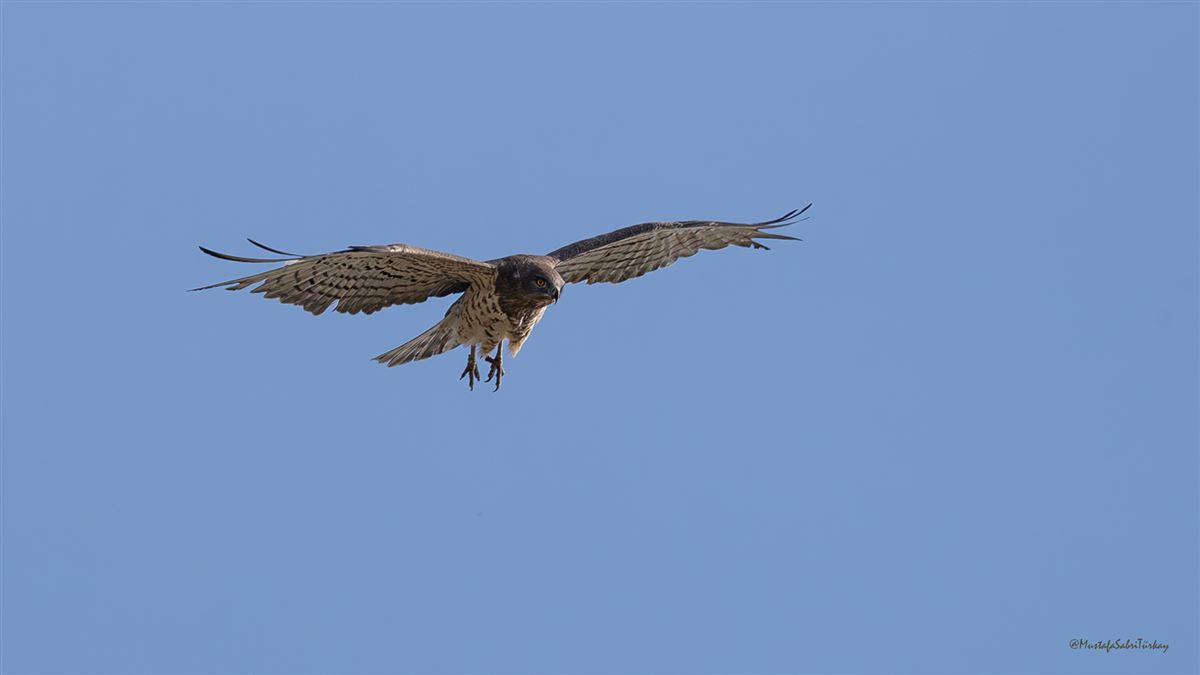 Short-toed Snake Eagle