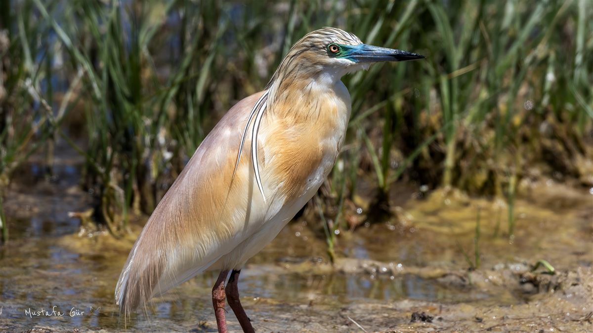 Squacco Heron