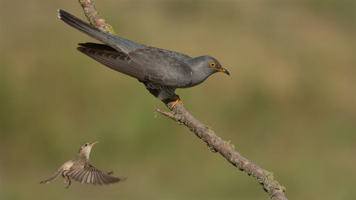 Common Cuckoo