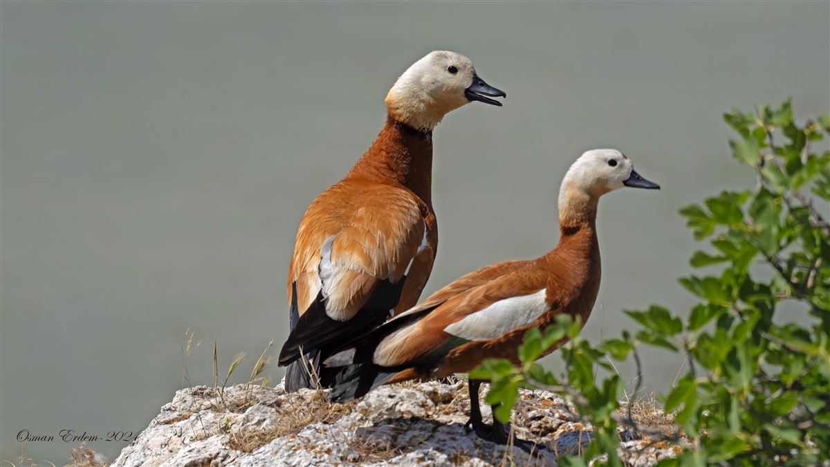 Ruddy Shelduck
