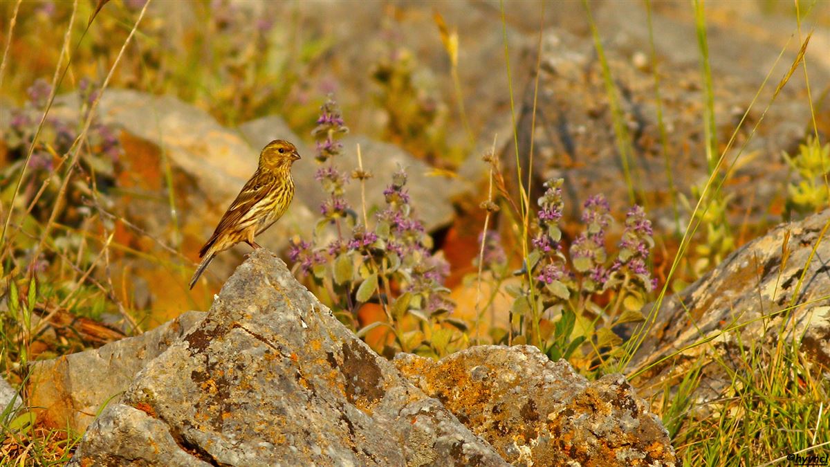 European Serin