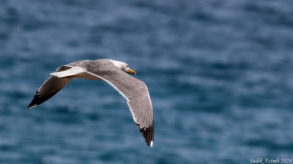 Yellow-legged Gull
