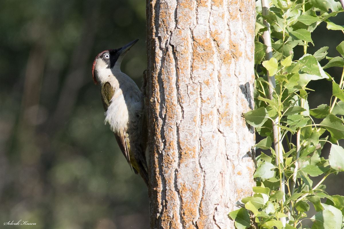 European Green Woodpecker