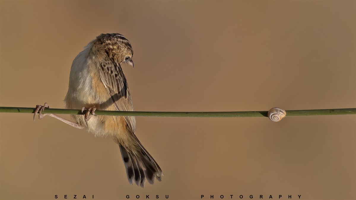 Zitting Cisticola