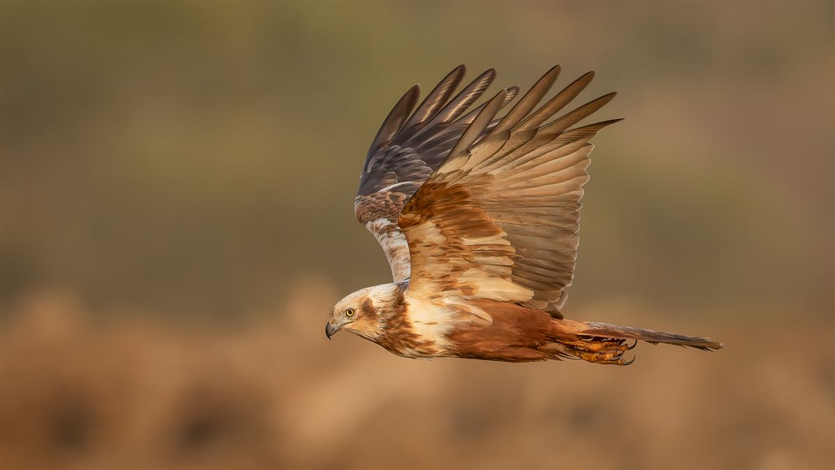 Western Marsh Harrier
