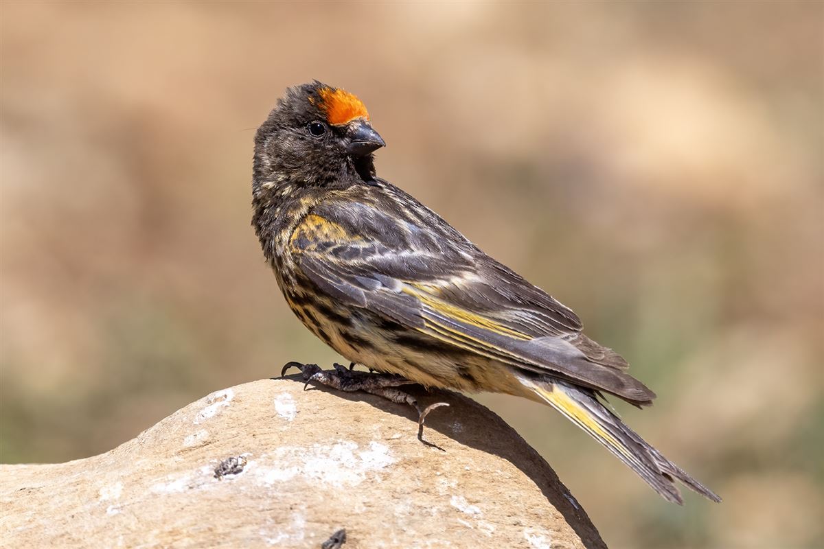 Red-fronted Serin