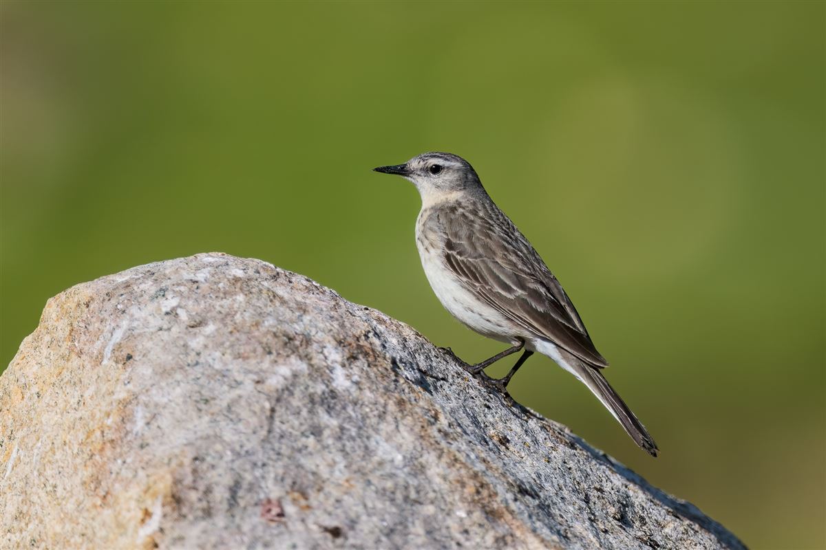 Water Pipit