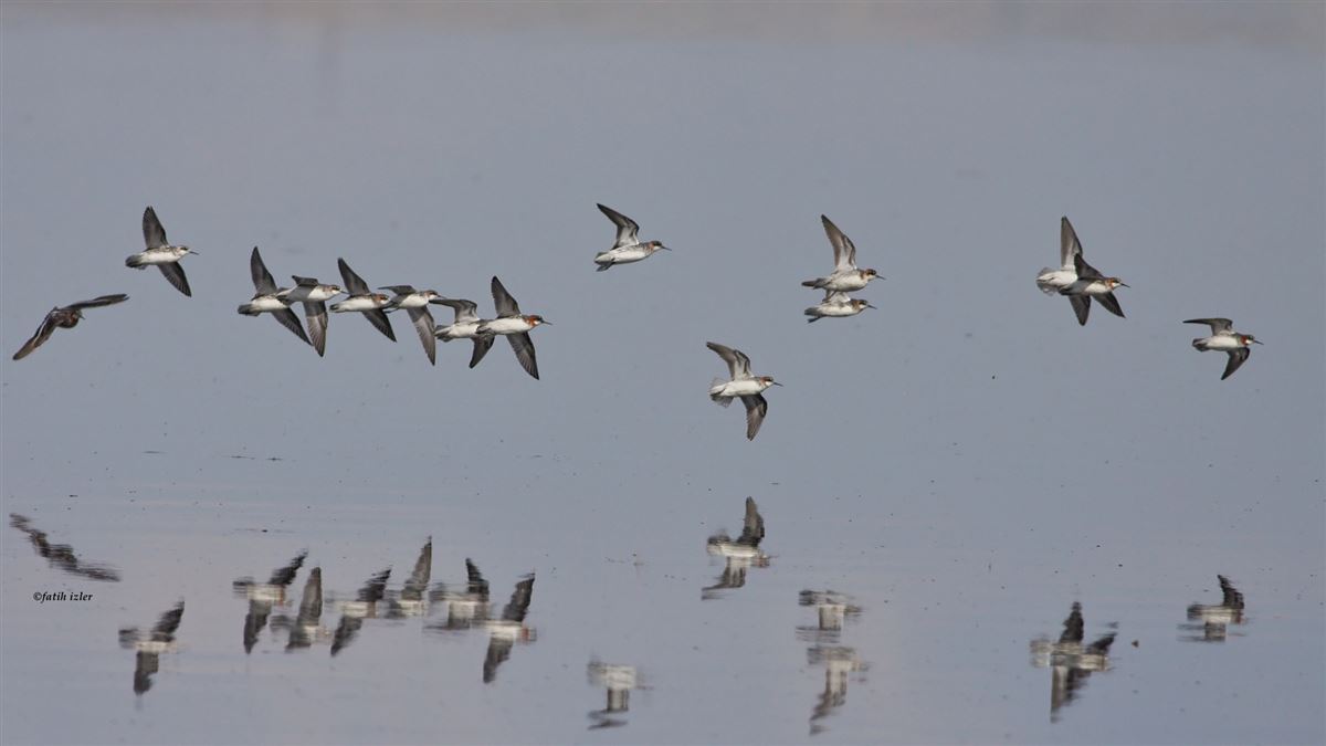 Red-necked Phalarope