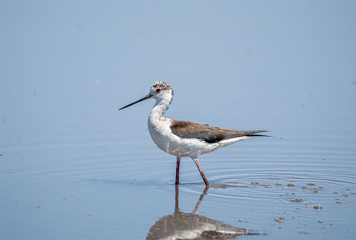 Black-winged Stilt