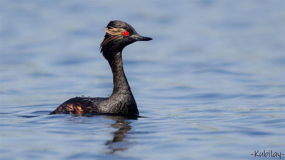 Black-necked Grebe
