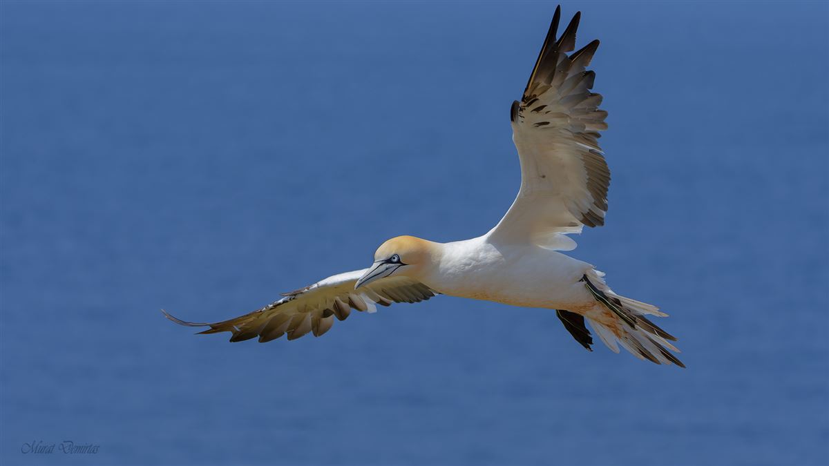 Northern Gannet
