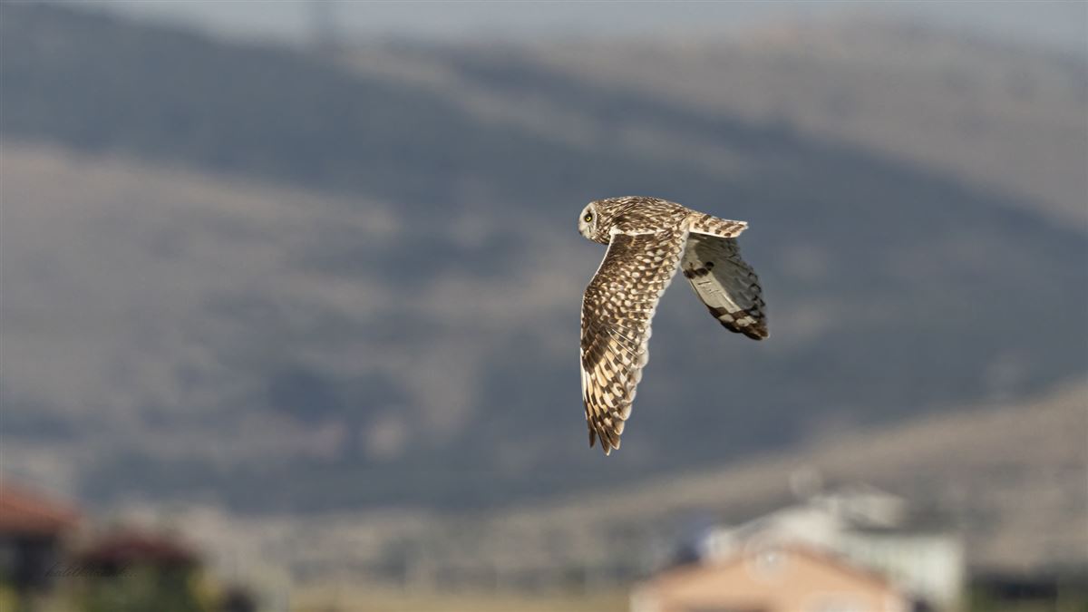 Short-eared Owl