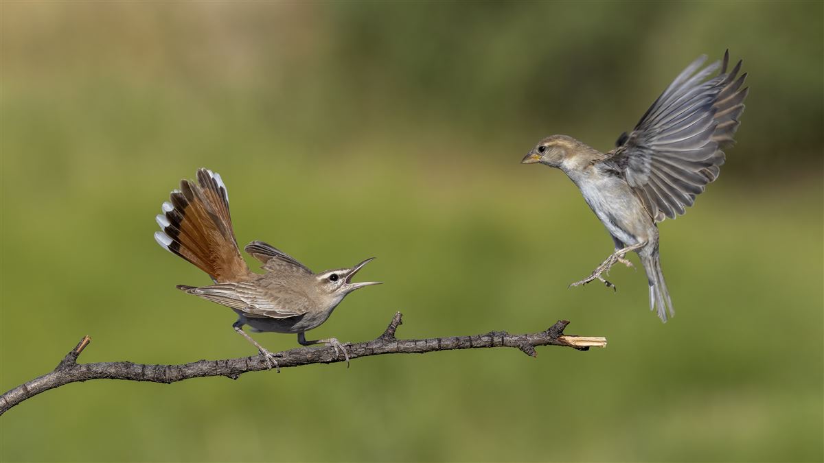 Rufous-tailed Scrub Robin