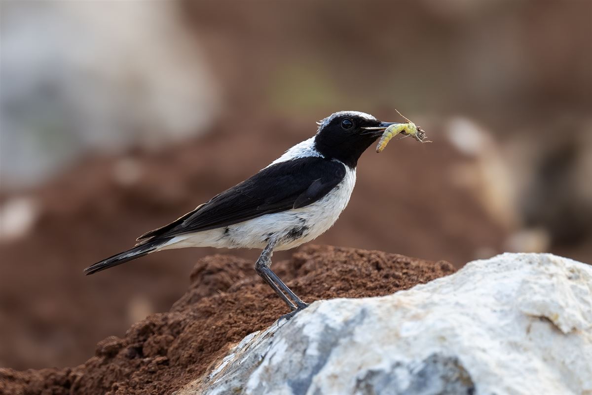 Black-eared Wheatear