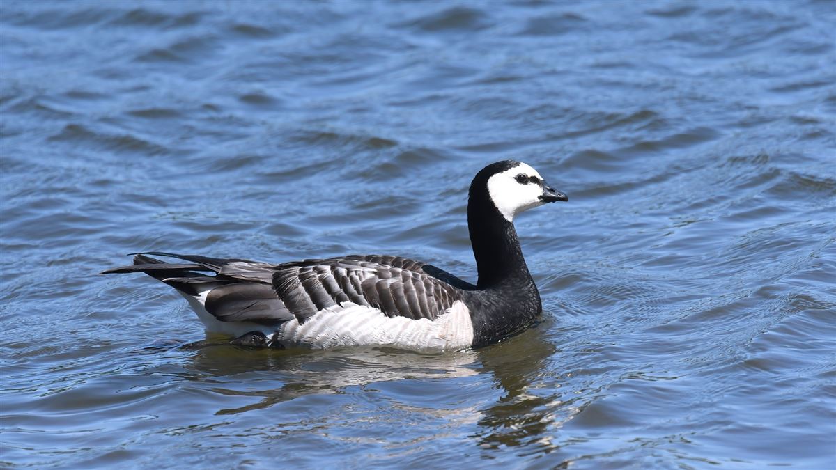 Barnacle Goose