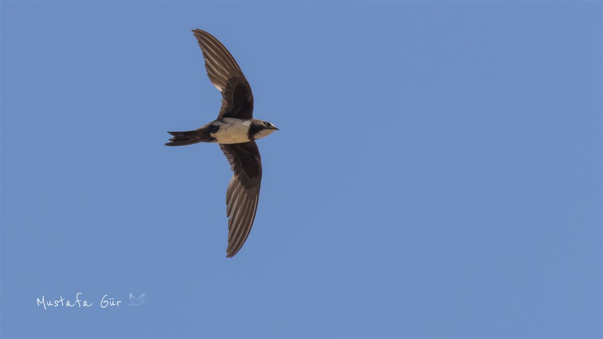 Alpine Swift