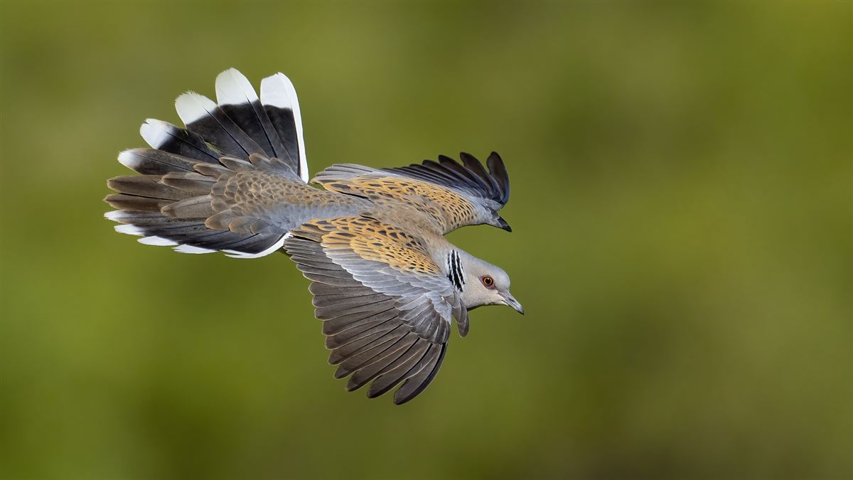 European Turtle Dove