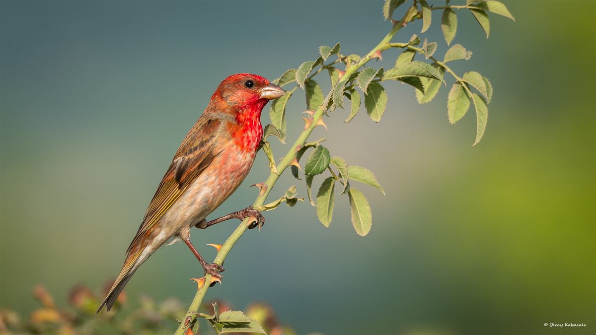 Common Rosefinch
