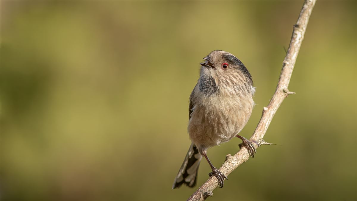 Long-tailed Tit