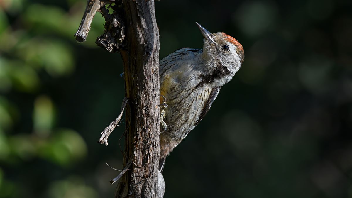 Middle Spotted Woodpecker