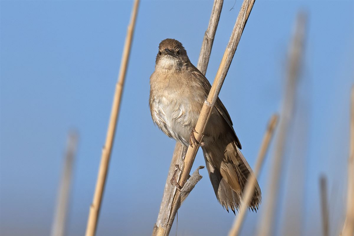 Savi`s Warbler