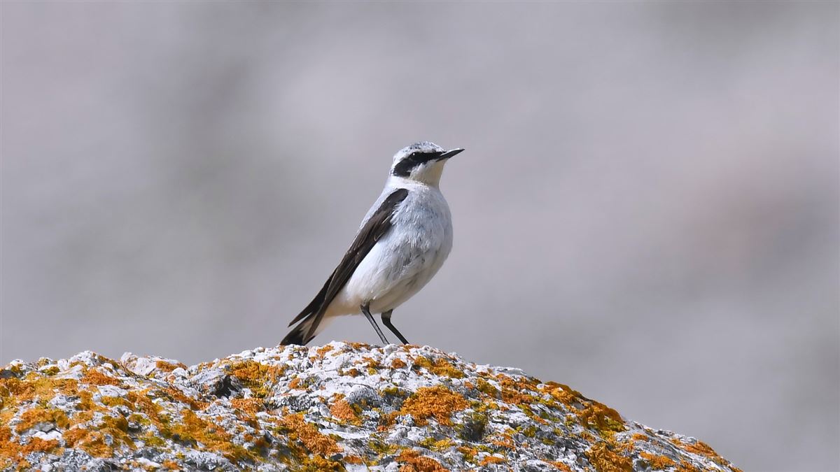 Northern Wheatear
