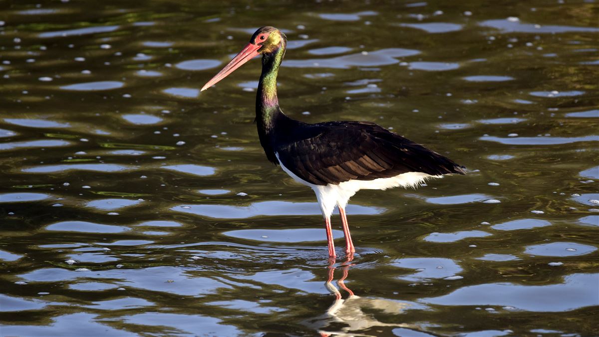 Black Stork