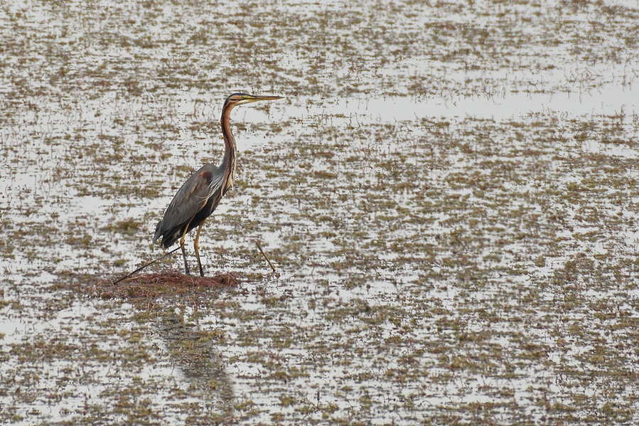 Purple Heron