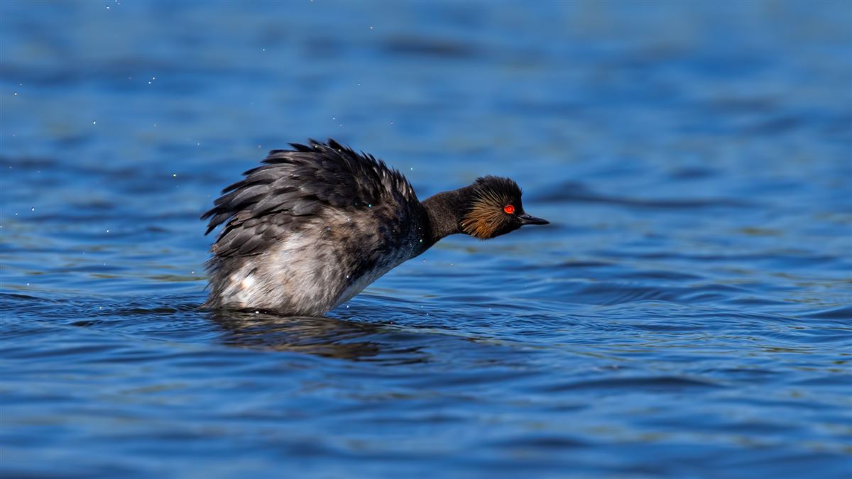Black-necked Grebe