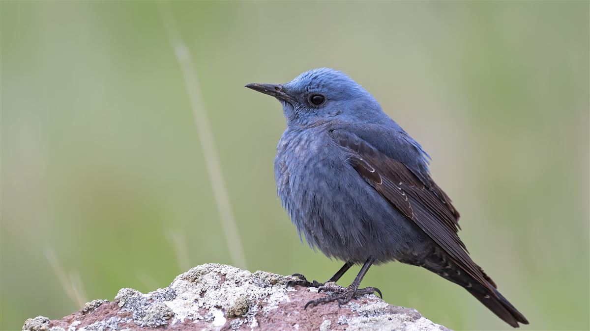 Blue Rock Thrush