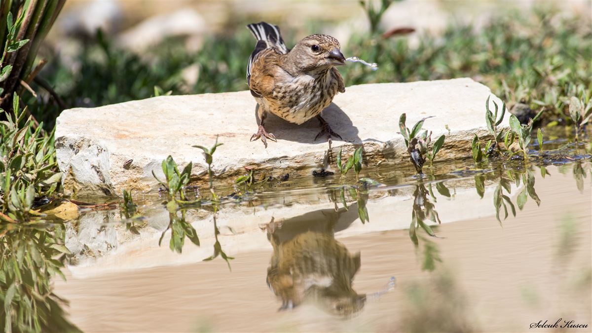 Common Linnet