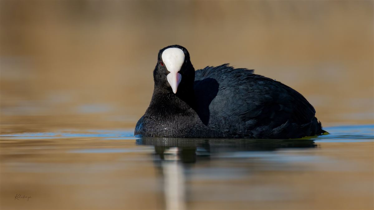 Eurasian Coot