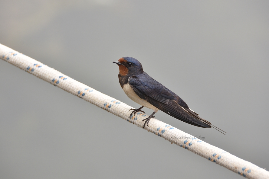 Barn Swallow