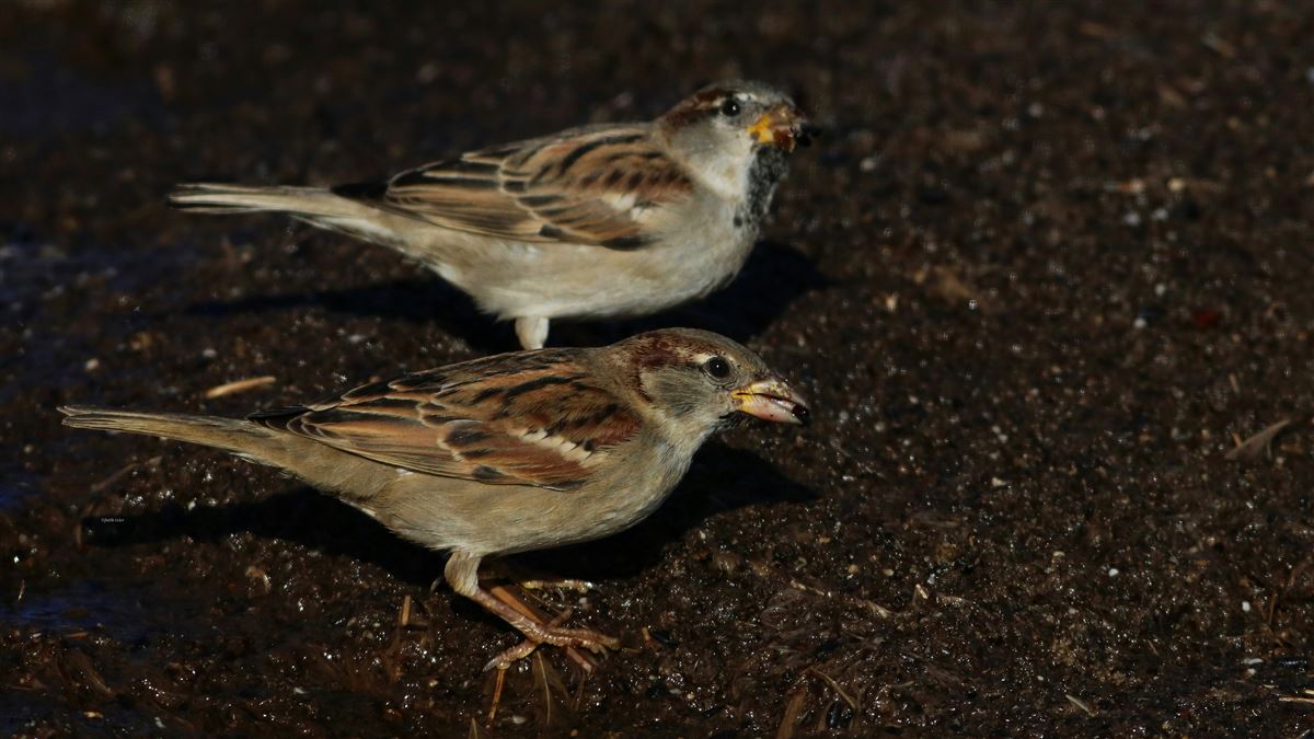 House Sparrow