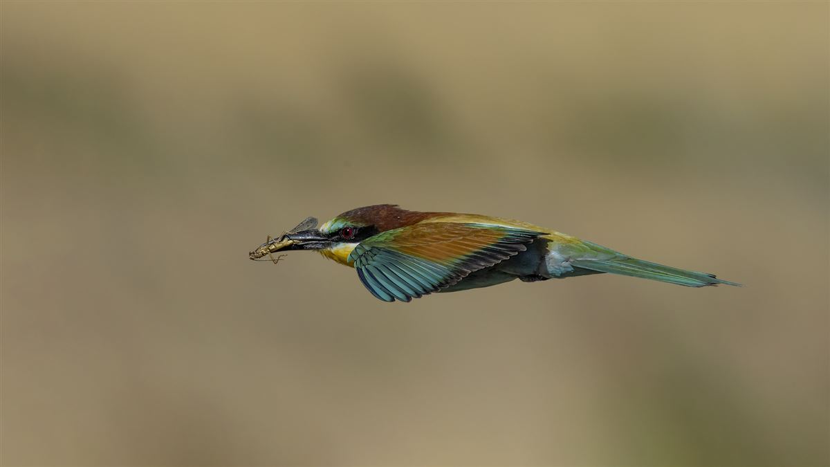 European Bee-eater