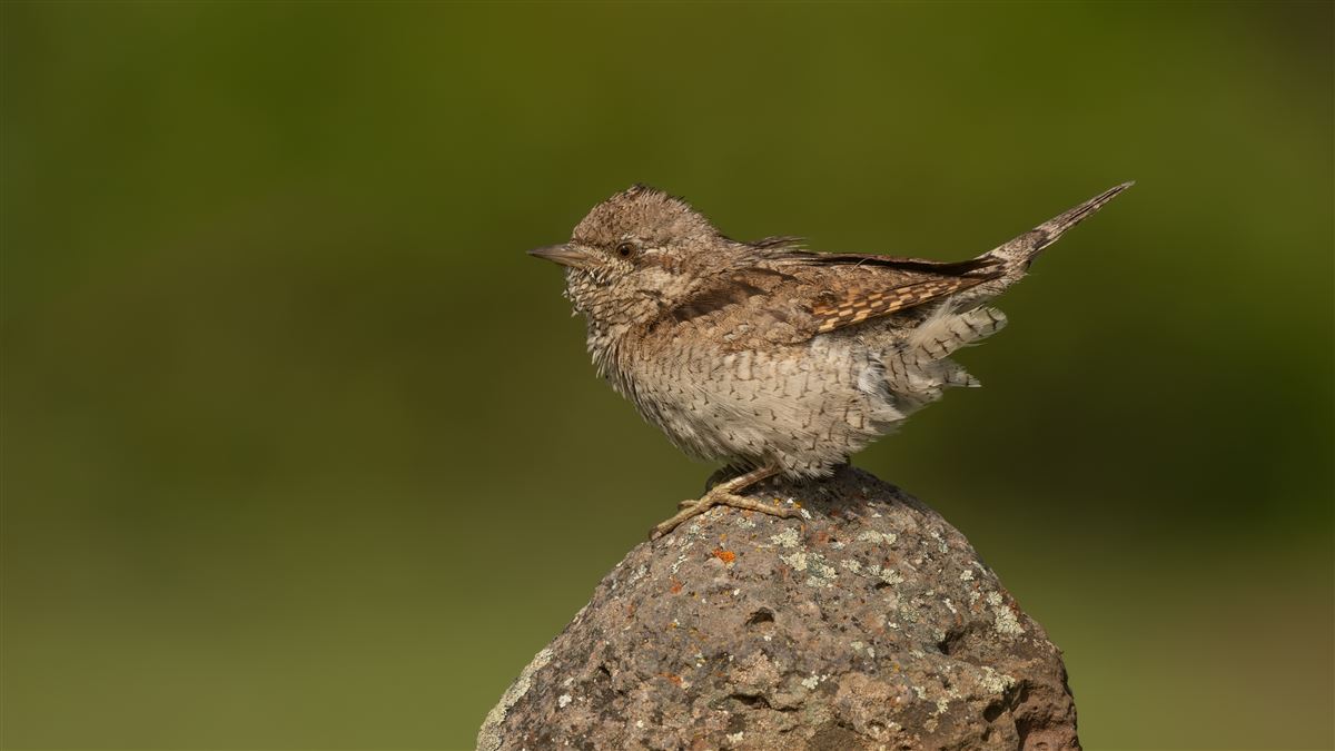 Eurasian Wryneck