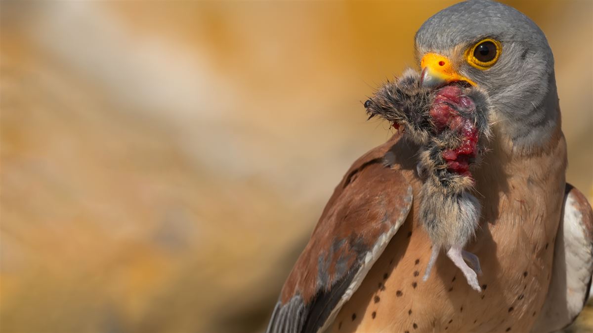 Lesser Kestrel