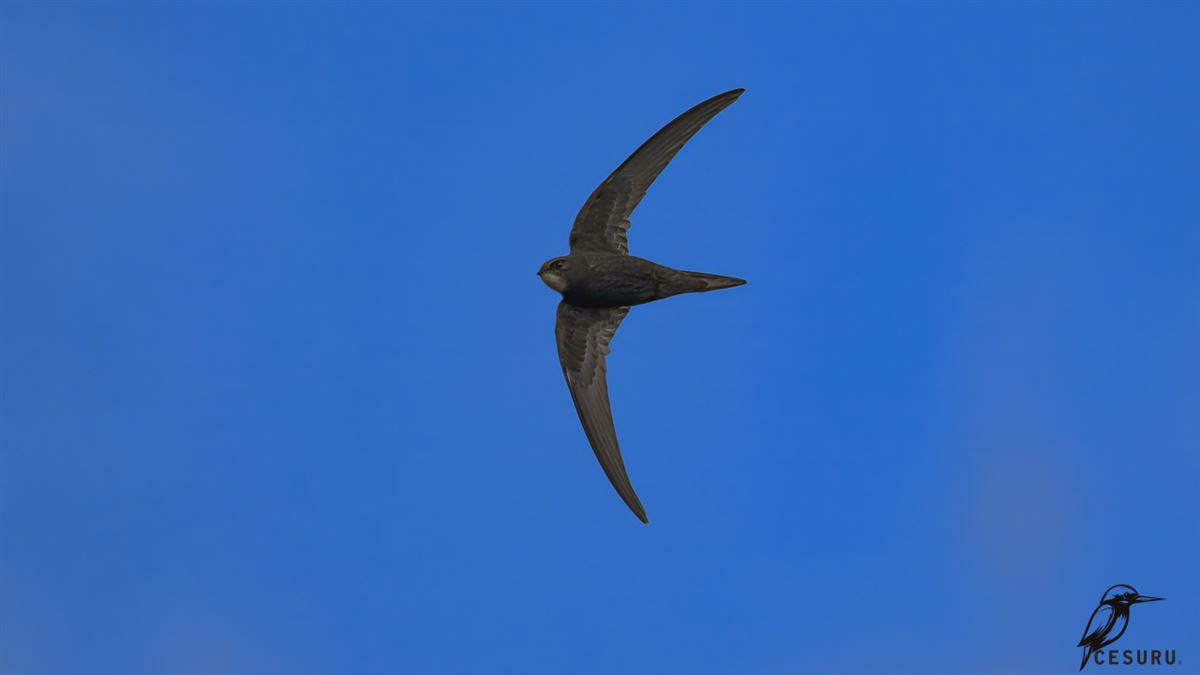 Common Swift