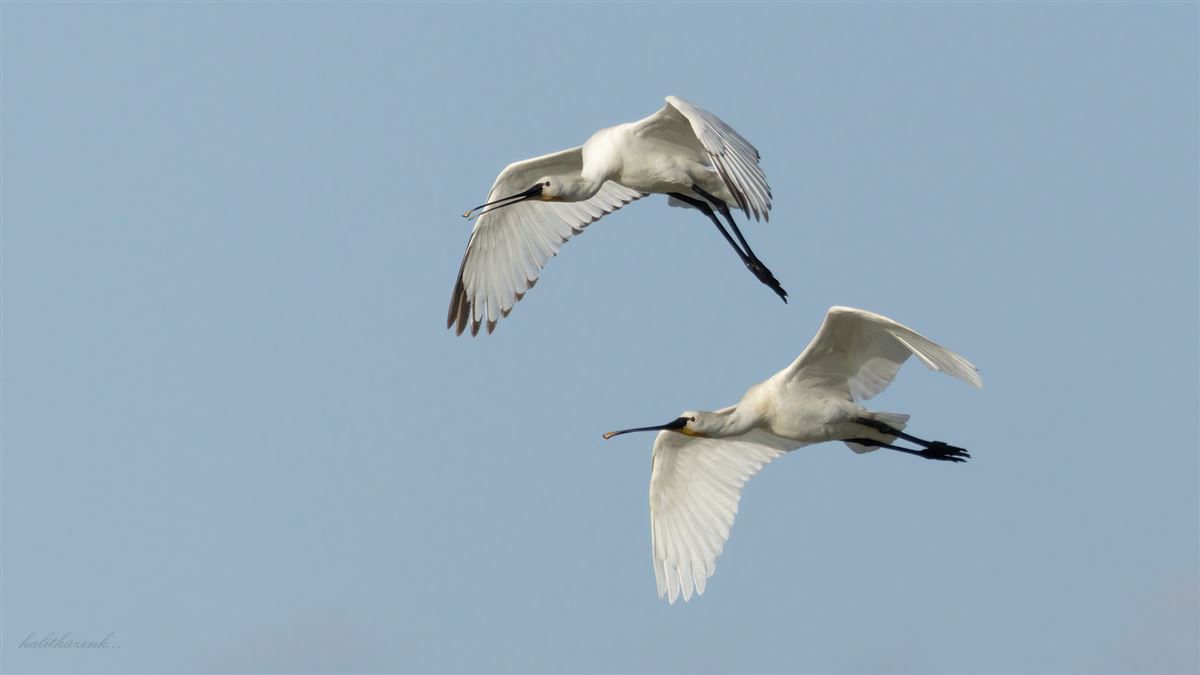 Eurasian Spoonbill