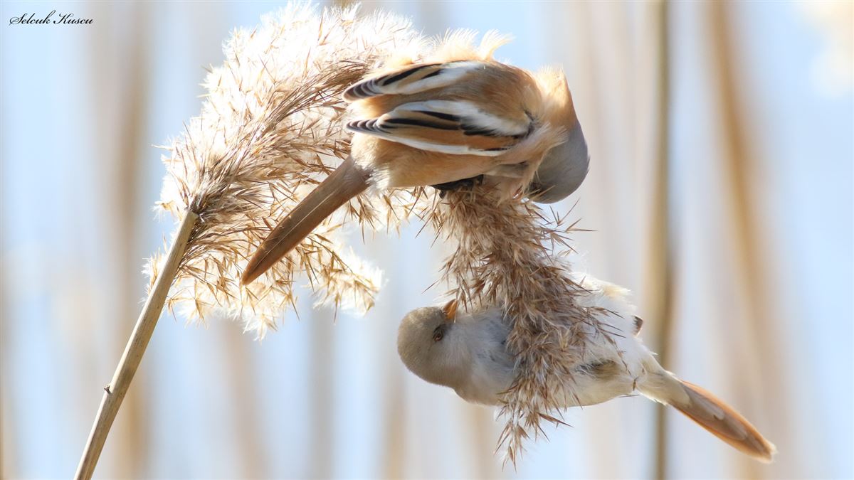 Bearded Reedling