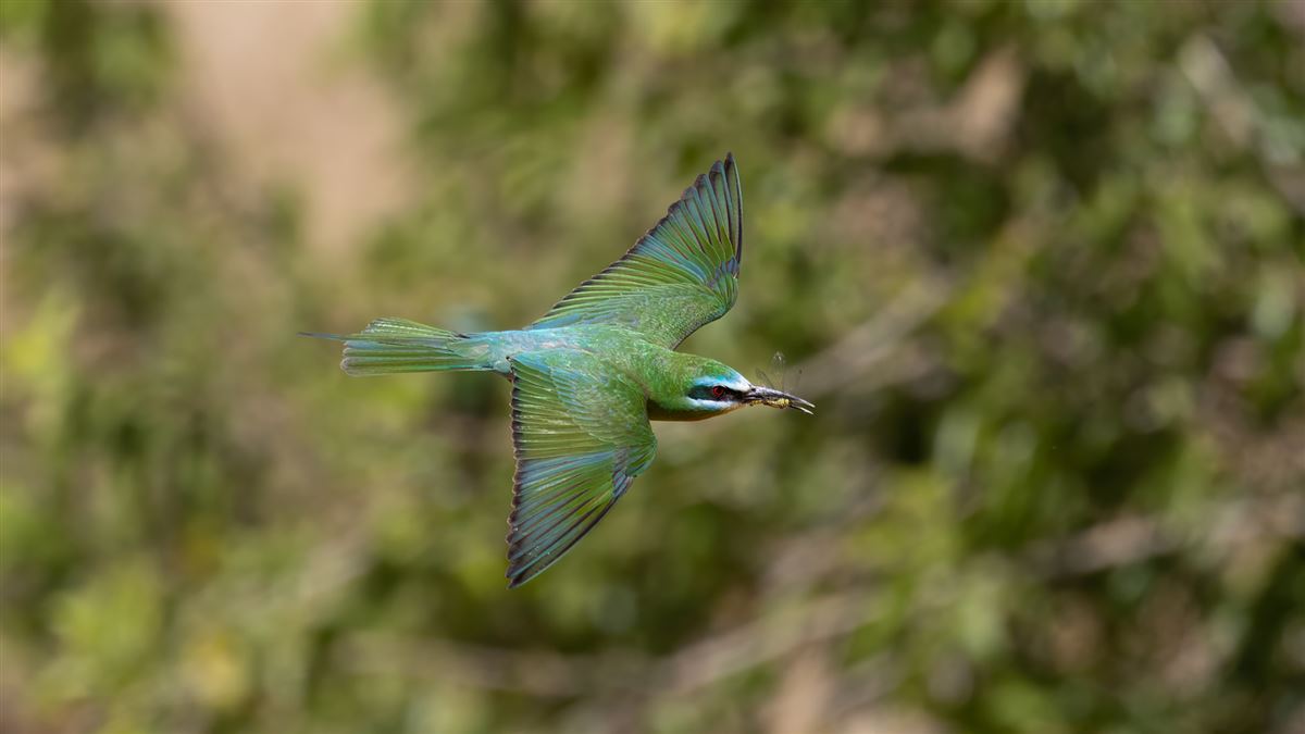 Blue-cheeked Bee-eater