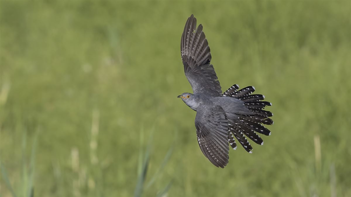 Common Cuckoo