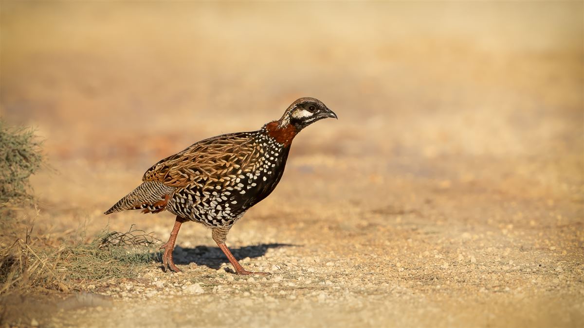 Black Francolin