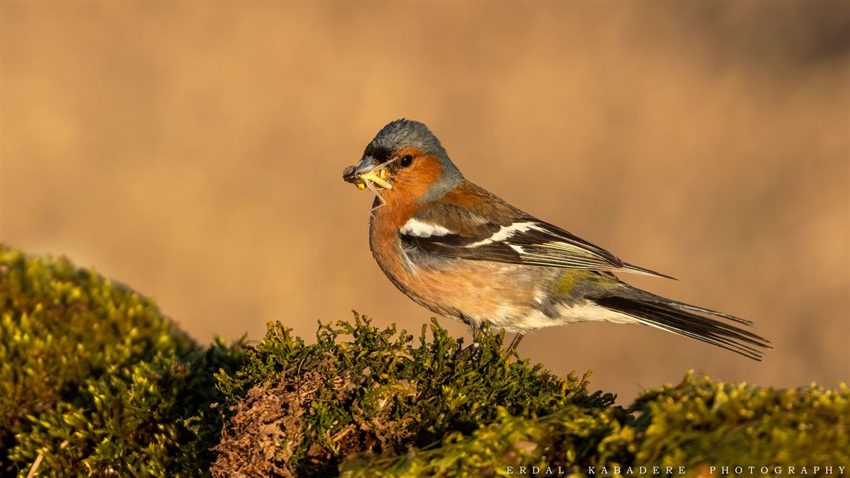 Eurasian Chaffinch